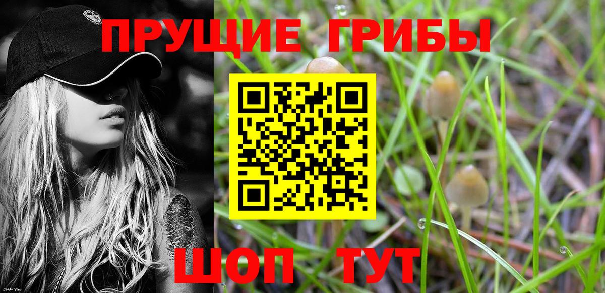 Галлюциногенные грибы GOLDEN TEACHER  Вход с VPN  где можно купить наркотик  Барнаул  Псилоцибиновые грибы Psilocybine cubensis 